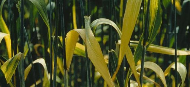 Желтая карликовость ячменя