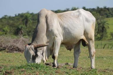 Нелор – порода коров