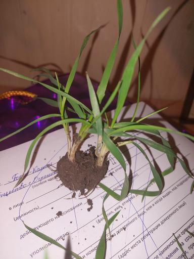 Пятна на пшенице