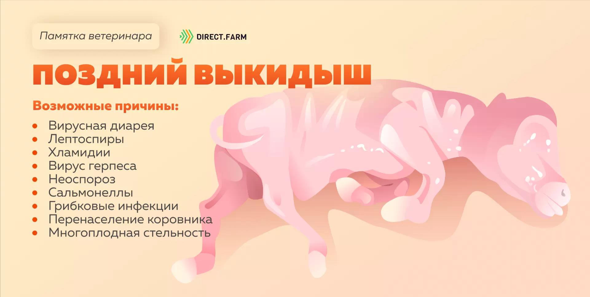 Памятка ветеринара: поздний выкидыш у коровы