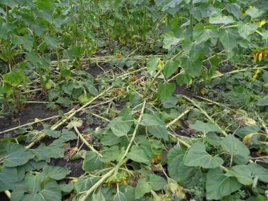 Фузариоз подсолнечника