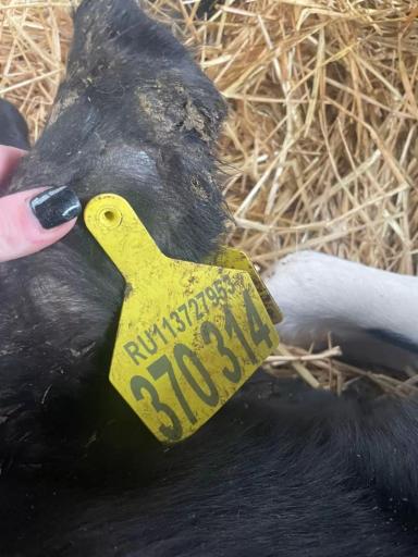 Вопросы из чатов: из-за чего нарушился кровоток в ушах?