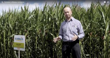 Дельфин (DELPHINE) гибрид кукурузы