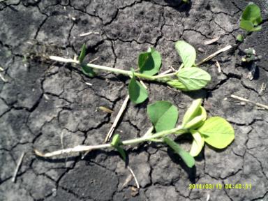 Агромониторинг.