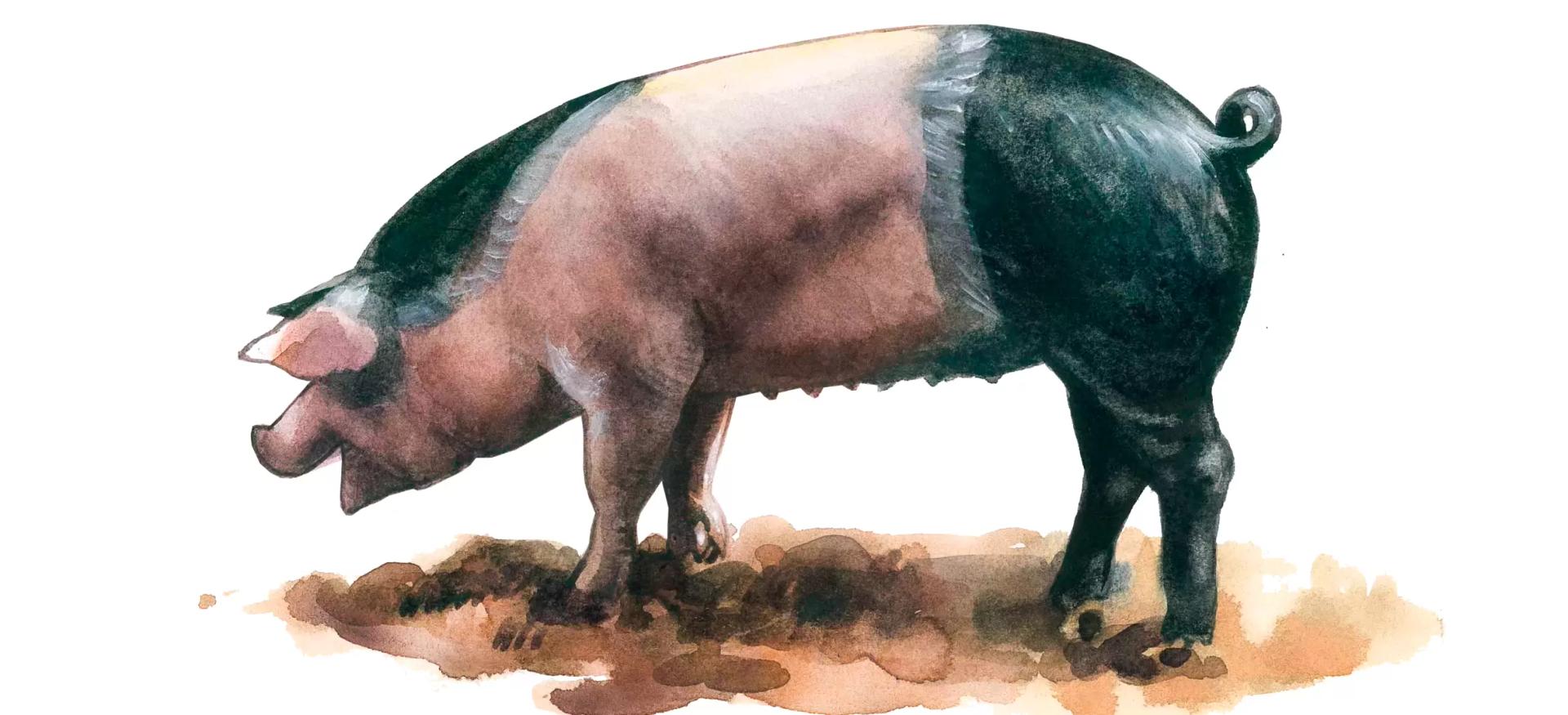 Пржезлетицкая порода свиней