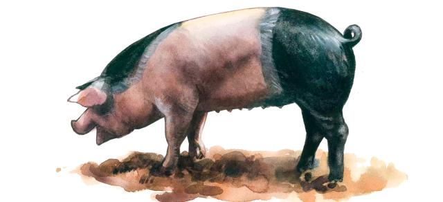 Пржезлетицкая порода свиней