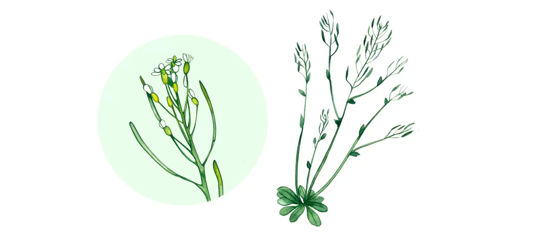 Резушка Таля