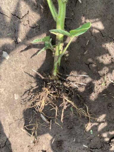 🌱 Промежуточные показатели демопосевов в агроцентре ООО «Казань Агрохимсервис»