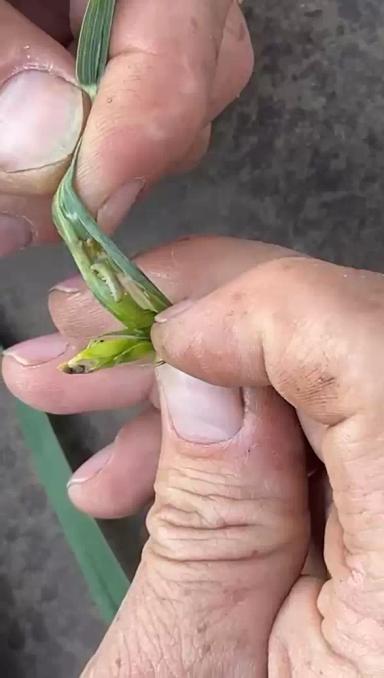 Вопросы из чатов: чем провести обработку?