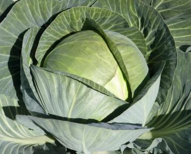 Циркон F1 (SIRCON)