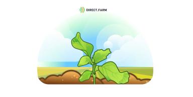 Причины закручивания листа подсолнечника