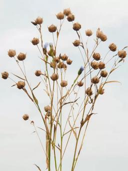 Лен масличный Серпент