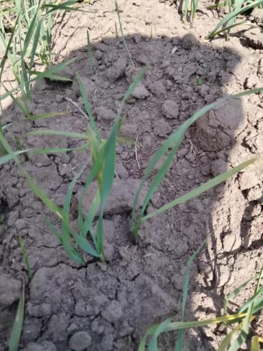 Вопросы из чатов: что с пшеницей?