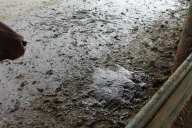 Причины различия консистенции навоза у коров одной производственной группы 