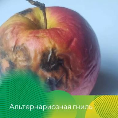 Профилактика гнилей яблок при хранении