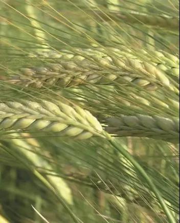 Мамлюк сорт ярового ячменя