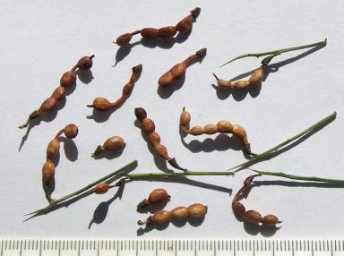 Верблюжья колючка обыкновенная