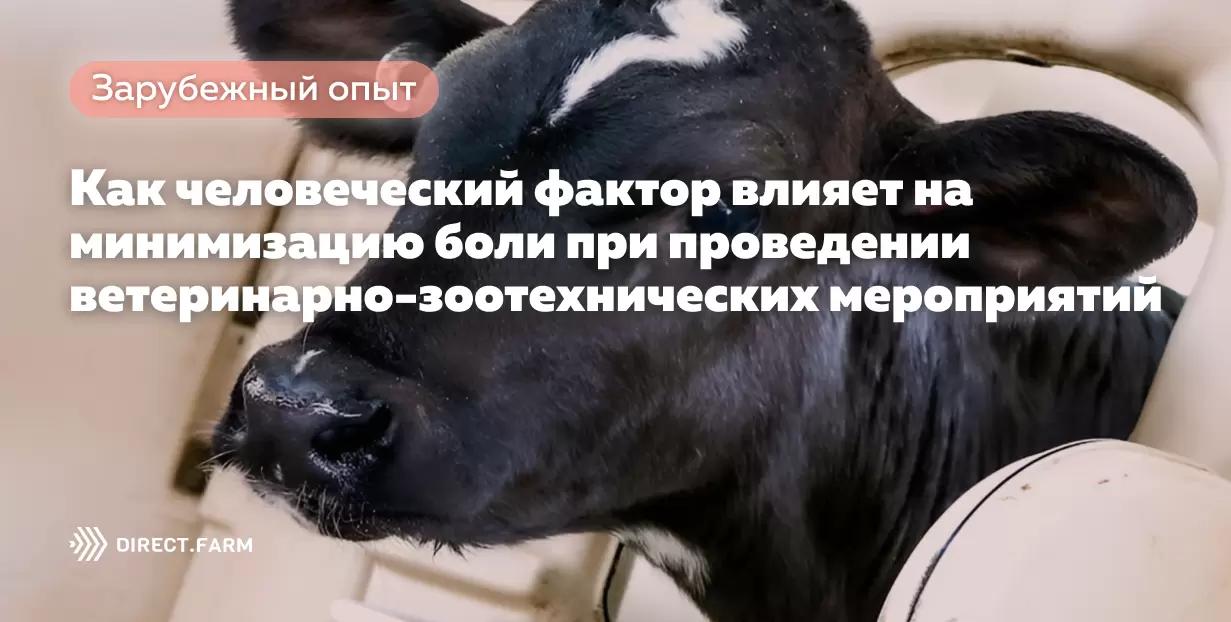 Как человеческий фактор влияет на минимизацию боли