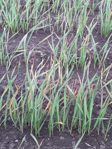 АГРОМОНИТОРИНГ.