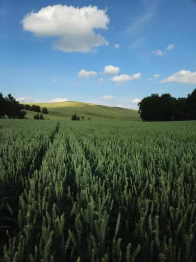 КВС Торридон  (KWS TORRIDON)