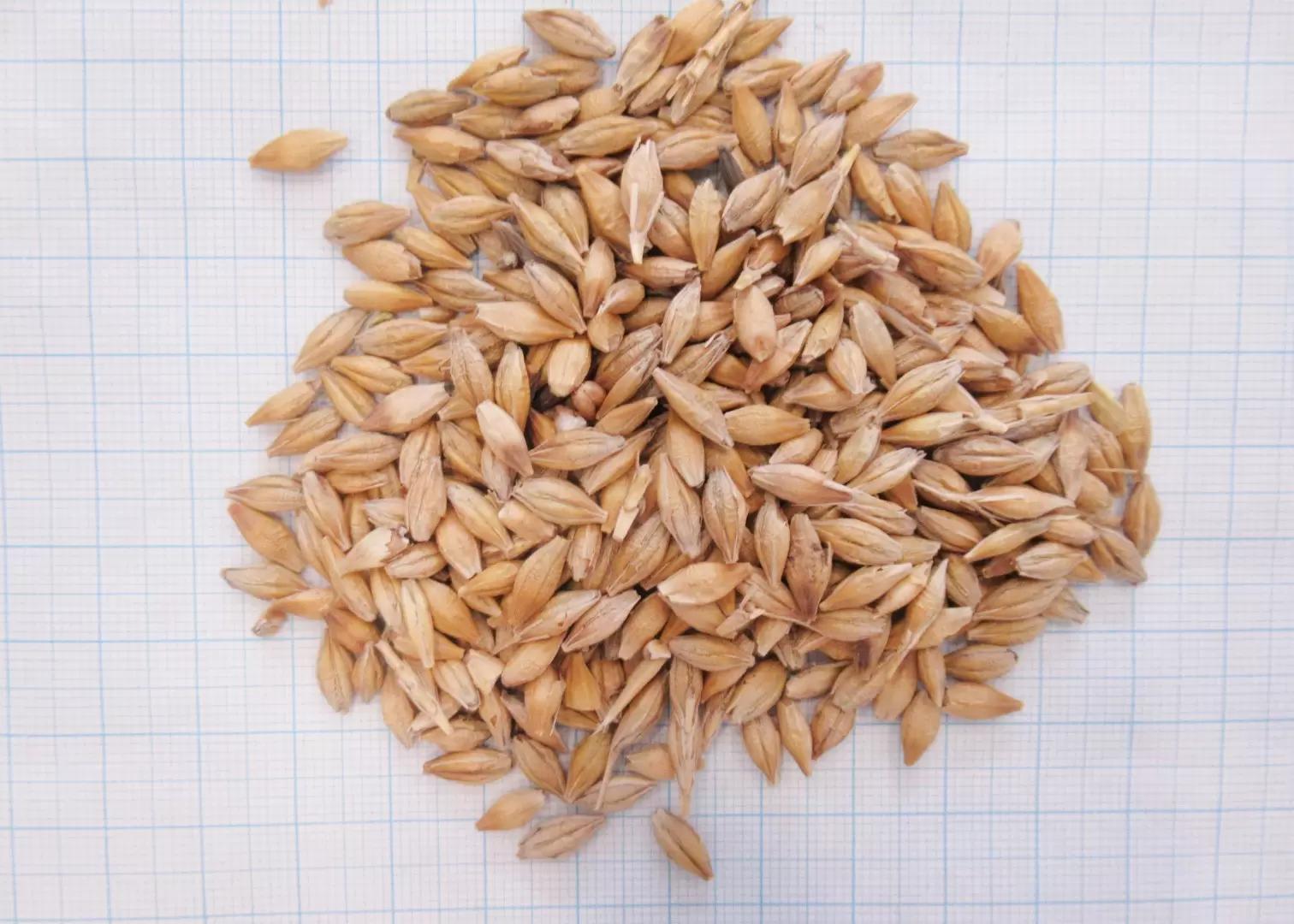 Фитоэкспертиза семян ячменя