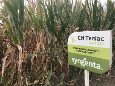 СИ Телиас - гибрид кукурузы ( Zea mays L.).