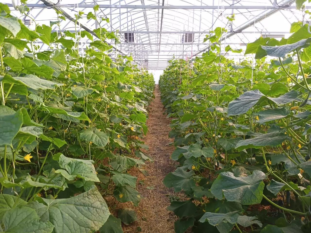 Диалоги с агрономом #1