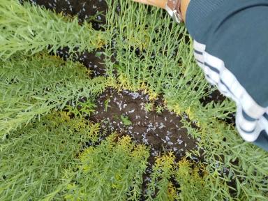 Вопросы из чатов: почему желтеют нижние листья?