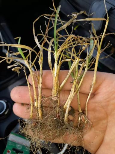 Пшеница озимая сорт Скипетр