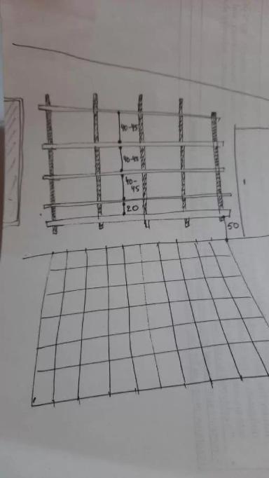 Опыт осенней омолаживающей обрезки винограда методом "на обратный рост"