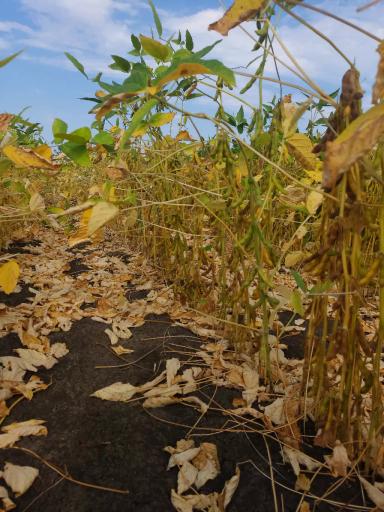 НОВЫЕ СОРТА СОИ