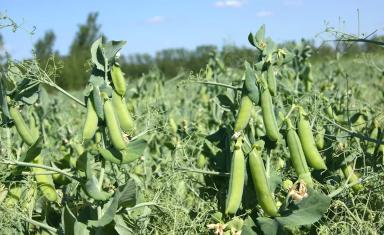 Зауральский 3 сорт гороха посевного