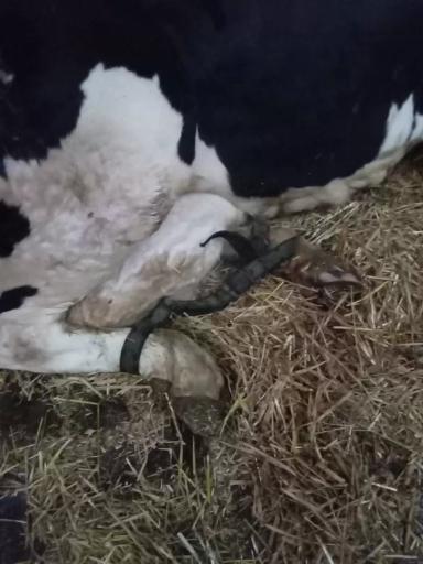 Путы при растяжениях связок у коров