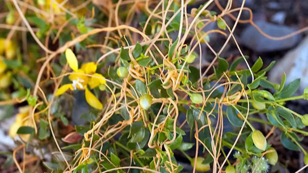 Россельхознадзор запретил ввоз некоторых семян из Дании и Германии