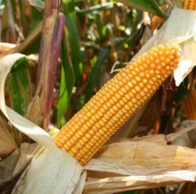 Амелло - гибрид кукурузы зерновой (Zea mays L.).