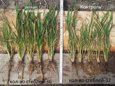 Озимая пшеница. Обработка регулятором роста Ретацел-750 ВК.