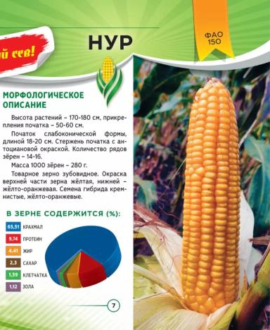 Нур гибрид кукурузы