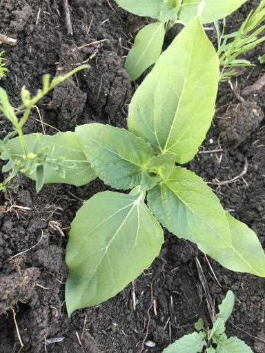 Нужна помощь специалиста: По подсолнечнику.