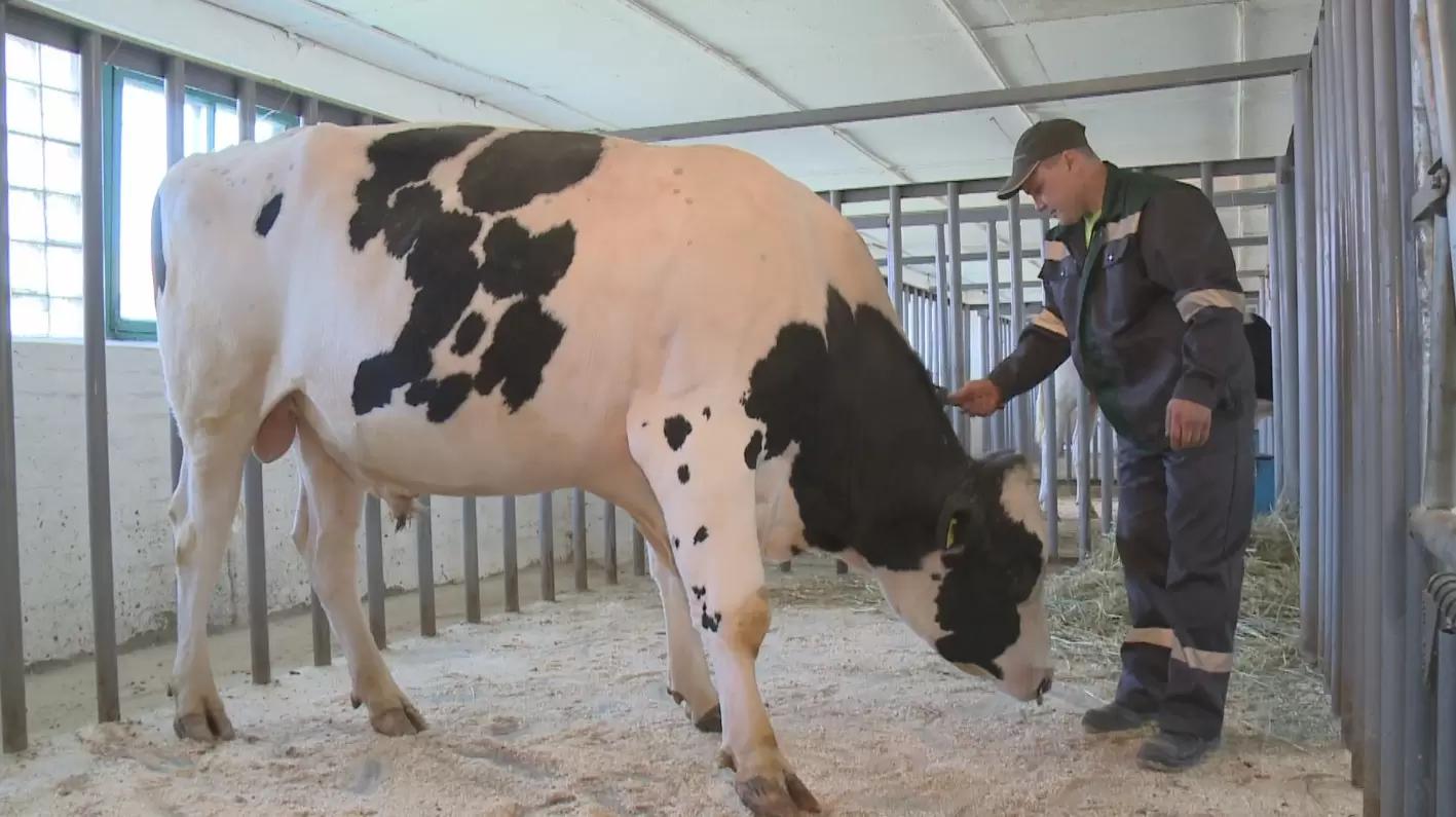 В России создали базу генетических данных для селекции КРС