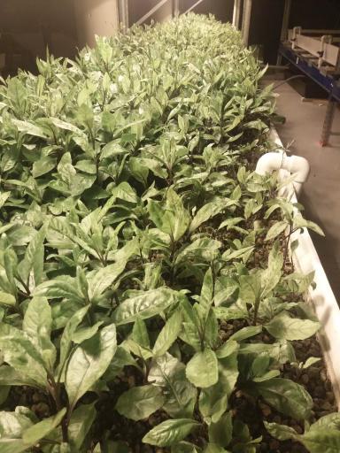 Инновационные  агротехнологии