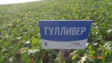 Сравнение гибридов сахарной свеклы