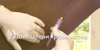 Интерпретация показателей анализа крови молочных коров