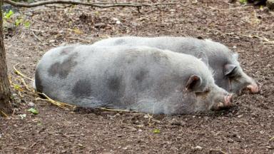Туропольская порода свиней