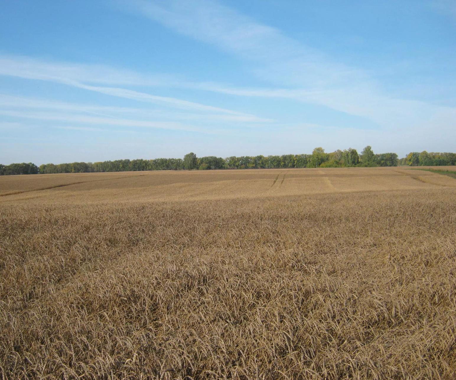 Вести с Сибирских полей, последняя декада сентября.