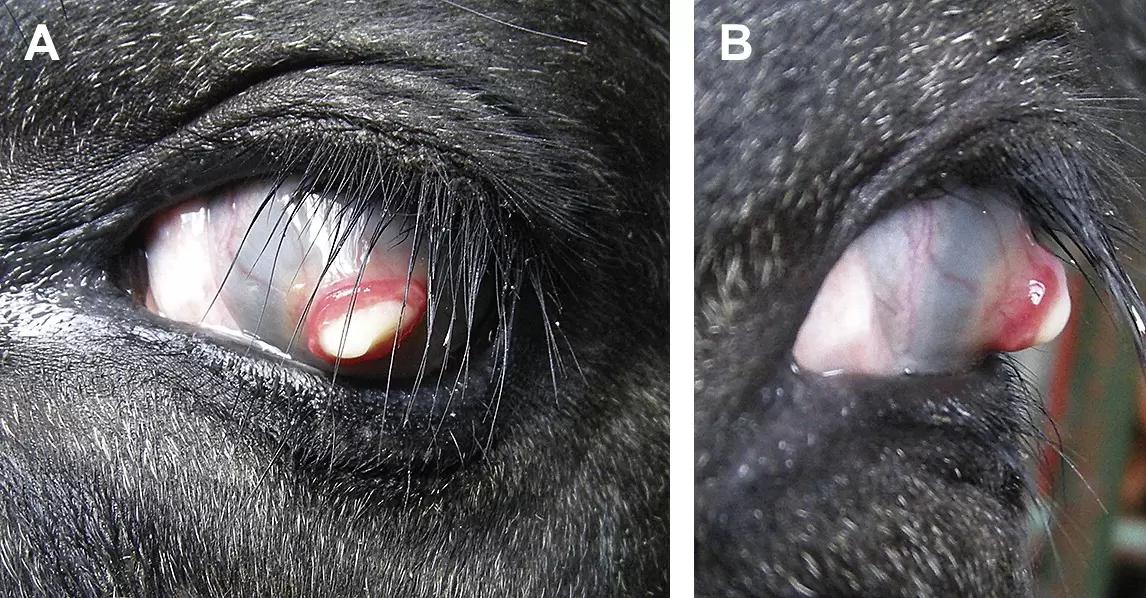 Вопросы из чатов: что с глазом у коровы? 