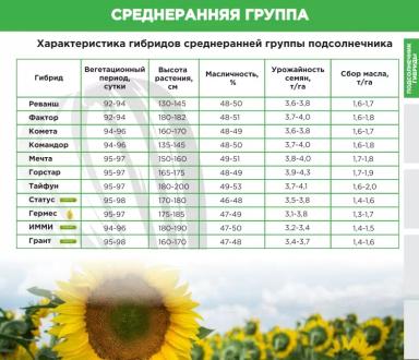 Имми  гибрид подсолнечника