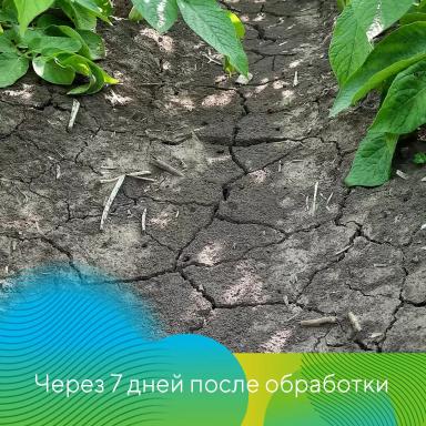 Скутум® против колорадского жука