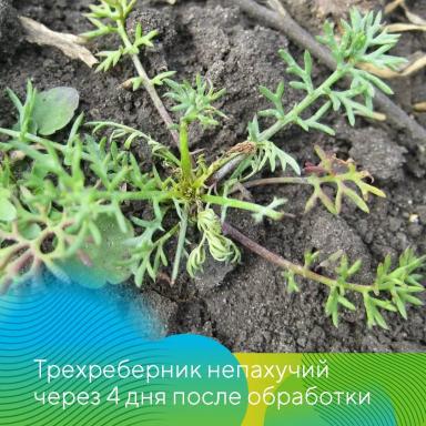 Вести с полей. Татарстан