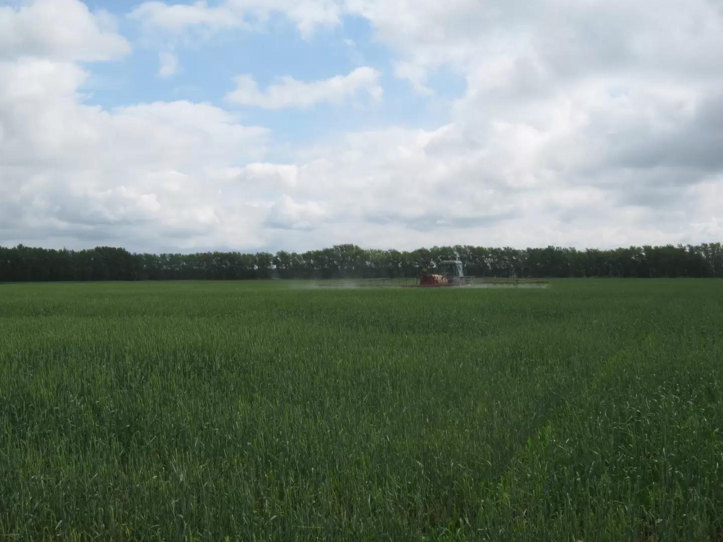 Эффективность китайских и российских гербицидов  в сравнении с европейскими.