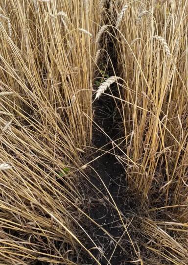🌽 Промежуточные показатели демопосевов в АО ВЗП «Северное Алексеевское»